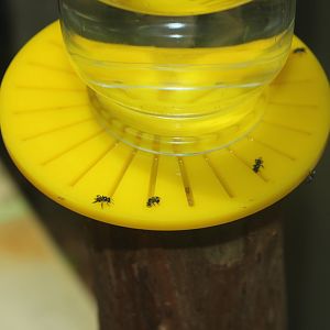 Sugarbag Bee (Tetragonula carbonaria)