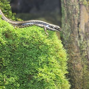 Southern Water Skink (Eulamprus tympanum)
