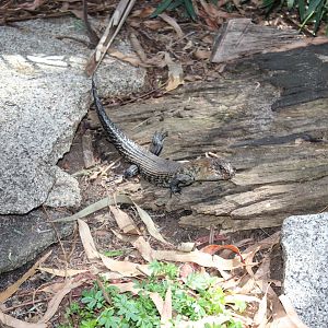 Cunningham's Skink (Egernia cunninghami)