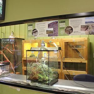 Guthega Skink exhibit