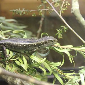 Guthega Skink (Liopholis guthega)