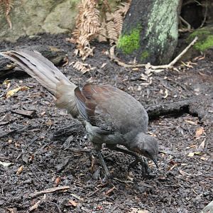 Superb Lyrebird (Menura novaehollandiae)