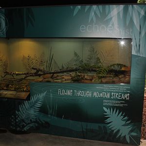 Spotted Tree Frog exhibit