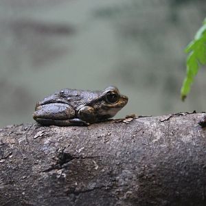 Spotted Tree Frog (Litoria spenceri)