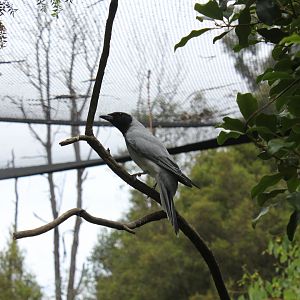 Black-faced Cuckooshrike (Coracina novaehollandiae)