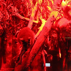 Common Ringtail Possum (Pseudocheirus peregrinus)