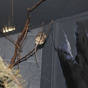 Mountain Pygmy Possum (Burramys parvus)