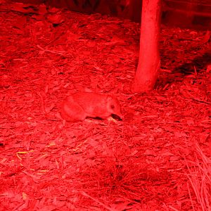 Eastern Barred Bandicoot (Perameles gunnii)