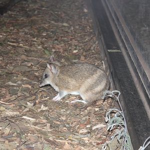 Eastern Barred Bandicoot (Perameles gunnii)
