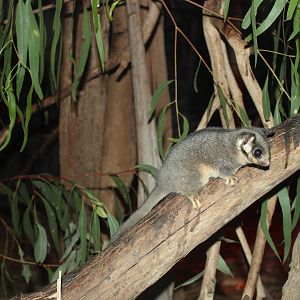 Leadbeater's Possum (Gymnobelideus leadbeateri)