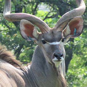 Greater Kudu