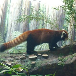 Red panda