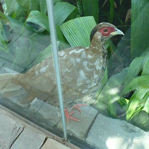 Female silver pheasant