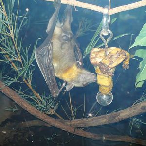 Straw-colored fruit bat