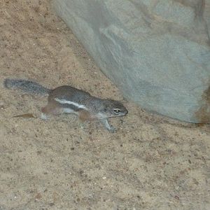Harris's antelope squirrel