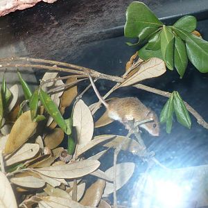 Eurasian harvest mouse