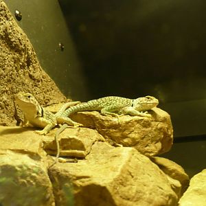 Common collared lizard