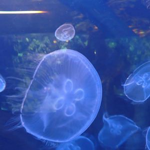 Common jellyfish/moon jelly