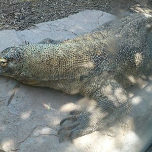 Komodo dragon