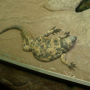 San Esteban chuckwalla