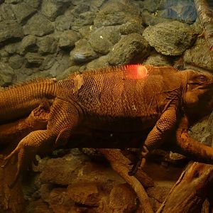 Anegada ground iguana