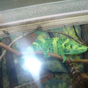 Panther chameleon