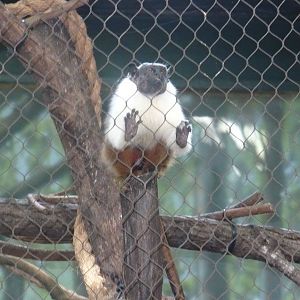 Pied tamarin