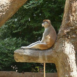 Patas monkey