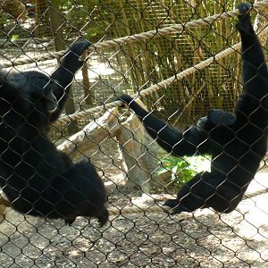 Siamangs