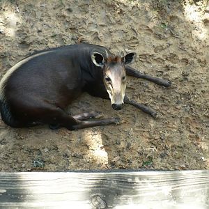 Yellow-backed duiker