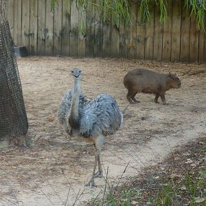 Greater rhea and capybara