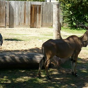 Marabou stork and giant eland