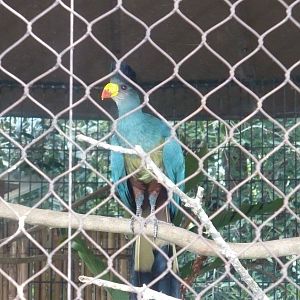 Great blue turaco