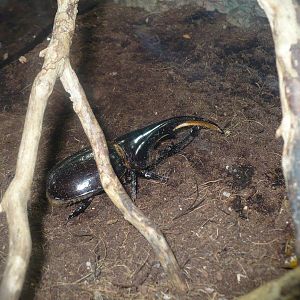 Hercules beetle