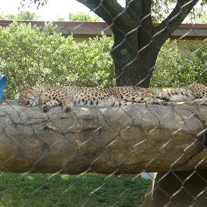 South African cheetah