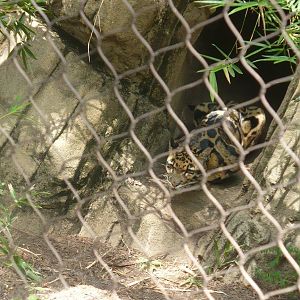 Clouded leopard