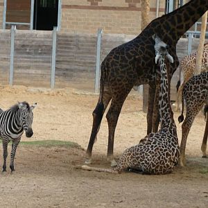 Grant's zebra and Masai giraffes