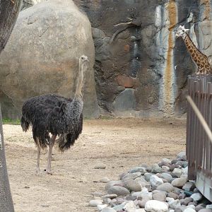 Female ostrich and Masai giraffe