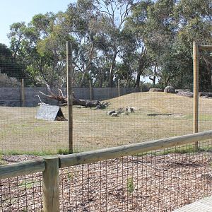 Dingo enclosure