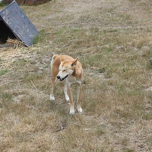 Dingo (Canis lupus dingo)