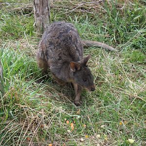 Red-bellied Pademelon (Thylogale billardierii)