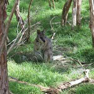 Tammar Wallaby (Macropus eugenii)