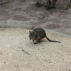 Long-nosed Potoroo (Potorous tridactylus)