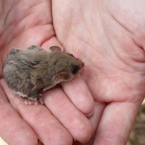 Feathertail Glider (Acrobates pygmaeus)