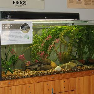 Silver Perch tank