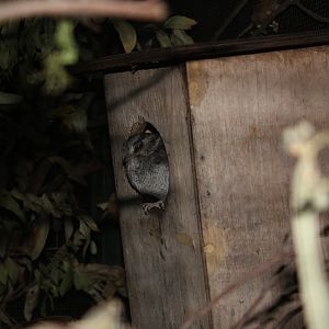 Australian Owlet-nightjar (Aegotheles chrisoptus)