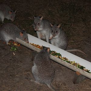 Rufous Bettongs (Aepyprymnus rufescens)