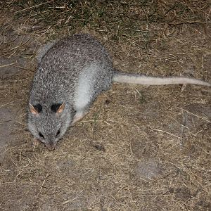 Rufous Bettong (Aepyprymnus rufescens)