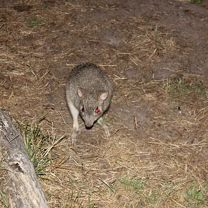 Eastern Bettong (Bettongia gaimardi)