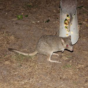 Eastern Bettong (Bettongia gaimardi)